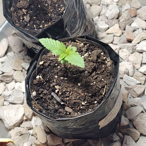 Foto de la cronología del growlog de Big-Auto- #1
