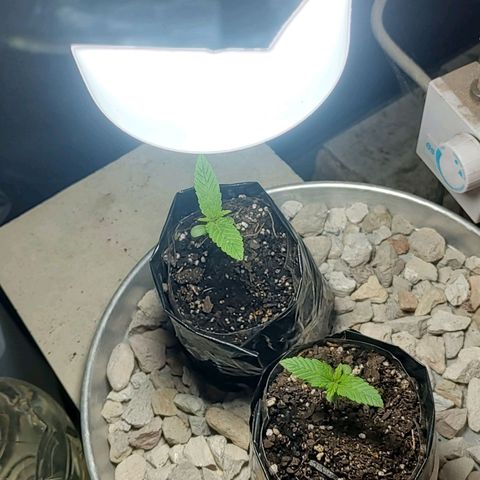 Big-Auto- #2 growlog timeline photo