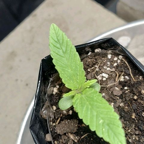 Big-Auto- #2 growlog timeline photo