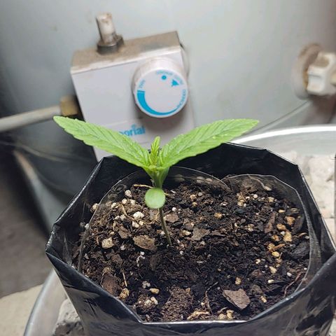 Big-Auto- #2 growlog timeline photo