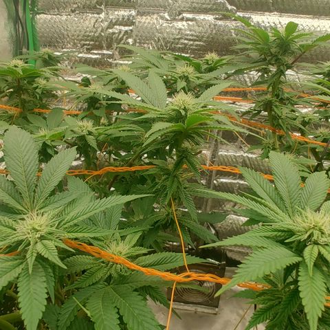 Nicol Punch #2 growlog timeline photo