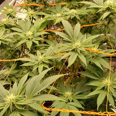 Nicol Punch #2 growlog timeline photo