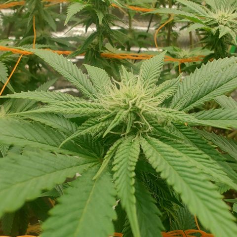 Nicol Punch #2 growlog timeline photo