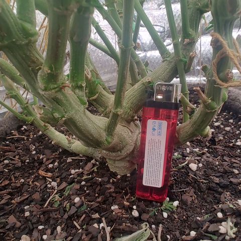 Nicol Punch #2 growlog timeline photo