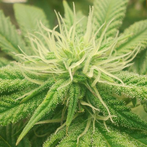 Nicol Punch #2 growlog timeline photo