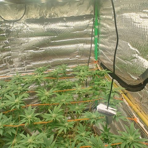 Foto de la cronología del growlog de Nicol Punch #1