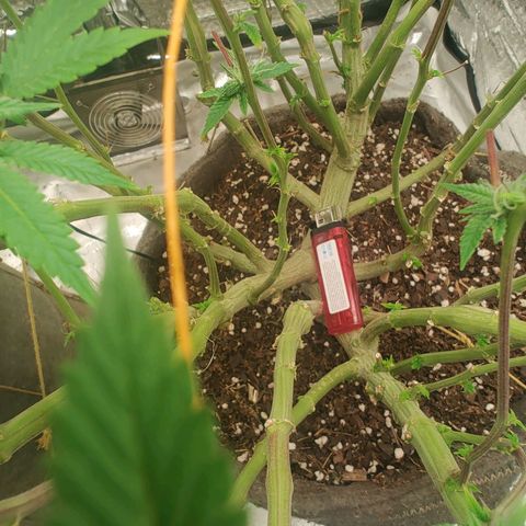 Foto de la cronología del growlog de Nicol Punch #1