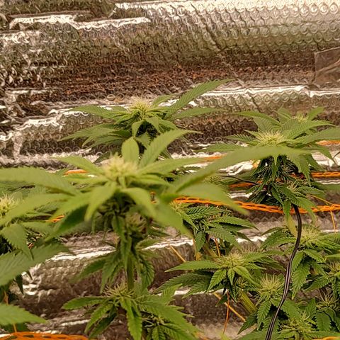 Foto de la cronología del growlog de Nicol Punch #1