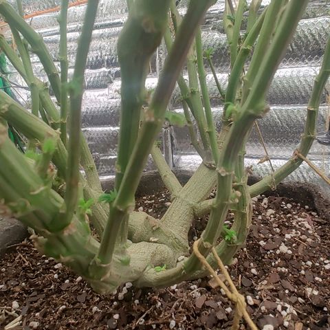 Foto de la cronología del growlog de Nicol Punch #1
