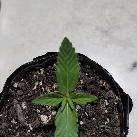 Foto de la cronología del growlog de Big-Auto- #1