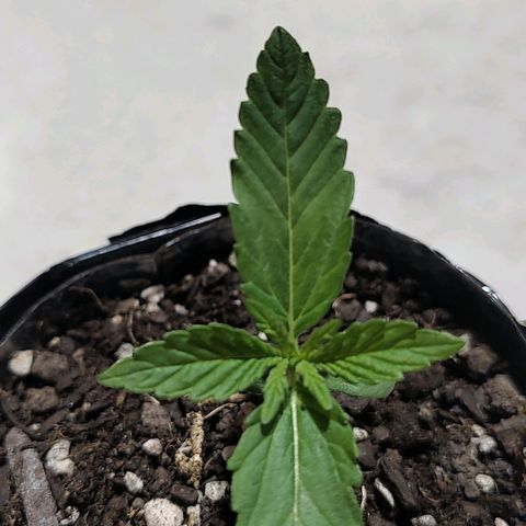 Foto de la cronología del growlog de Big-Auto- #1