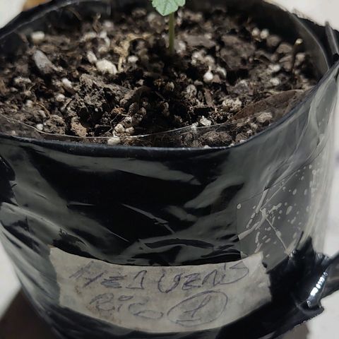 Foto de la cronología del growlog de Big-Auto- #1