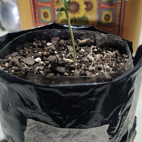Big-Auto- #2 growlog timeline photo