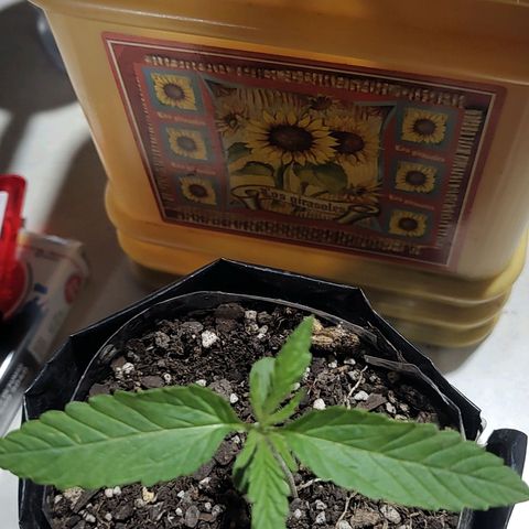 Big-Auto- #2 growlog timeline photo