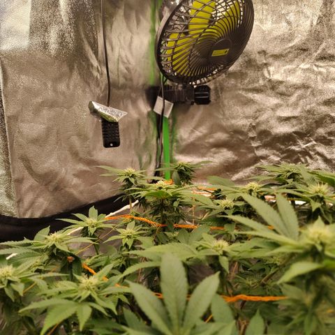 Foto de la cronología del growlog de Nicol Punch #1