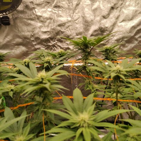 Foto de la cronología del growlog de Nicol Punch #1
