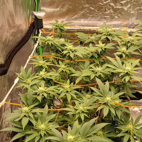 Foto de la cronología del growlog de Nicol Punch #1