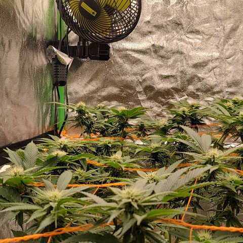 Foto de la cronología del growlog de Nicol Punch #1