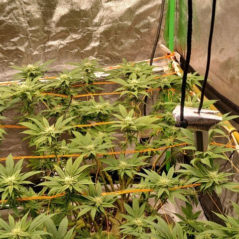 Nicol Punch #2 growlog timeline photo