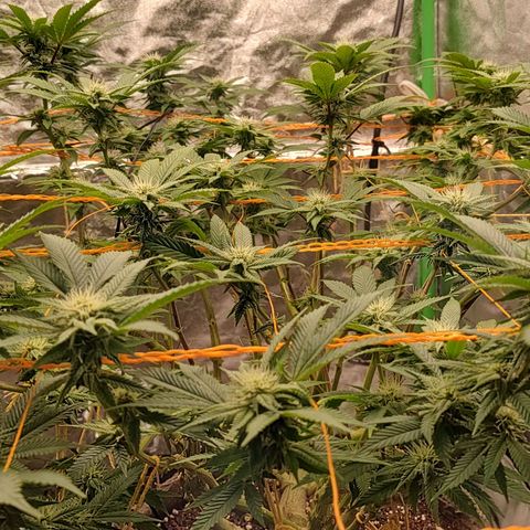 Nicol Punch #2 growlog timeline photo