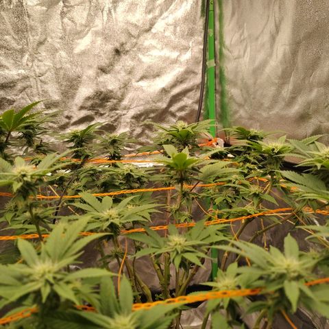 Nicol Punch #2 growlog timeline photo