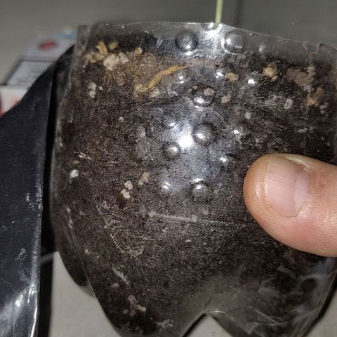 Foto de la cronología del growlog de Big-Auto- #1