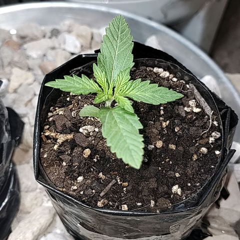 Foto de la cronología del growlog de Big-Auto- #1