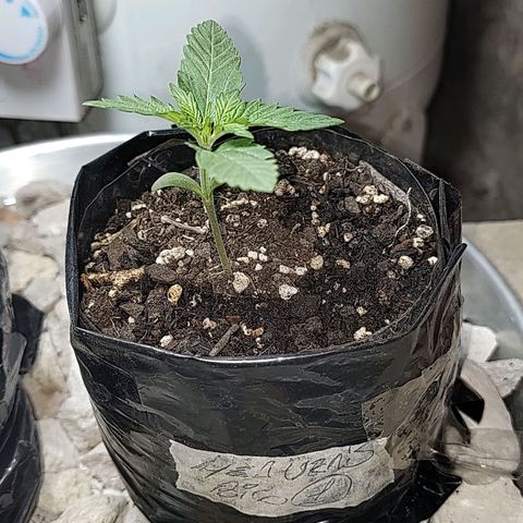 Foto de la cronología del growlog de Big-Auto- #1