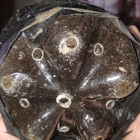 Foto de la cronología del growlog de Big-Auto- #1