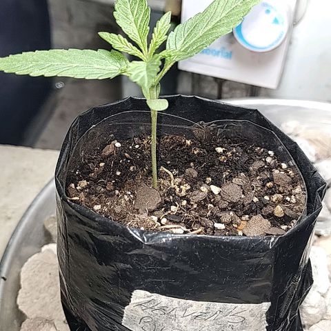 Big-Auto- #2 growlog timeline photo