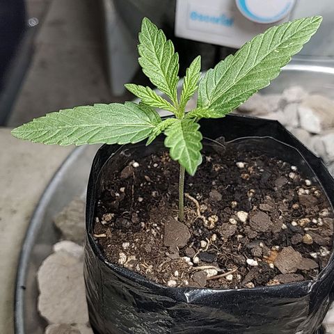 Big-Auto- #2 growlog timeline photo