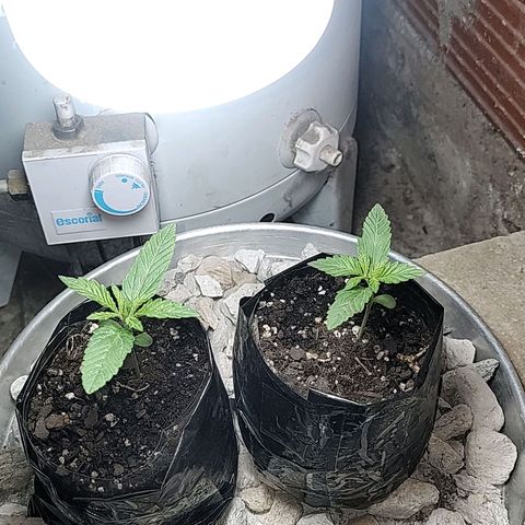Big-Auto- #2 growlog timeline photo