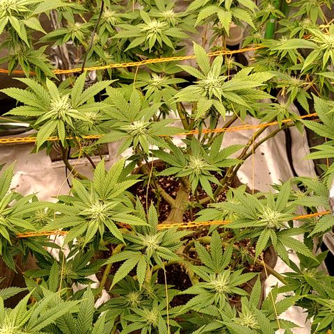 Foto de la cronología del growlog de Nicol Punch #1
