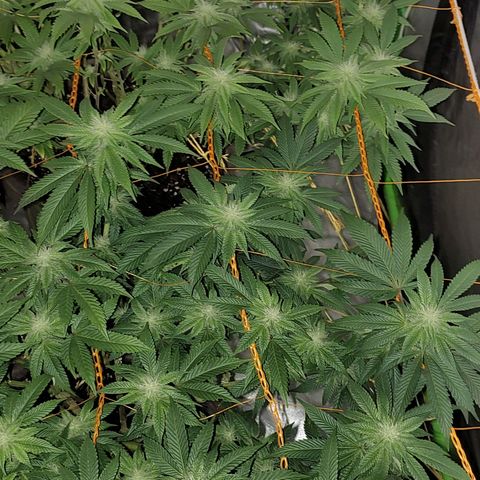 Nicol Punch #2 growlog timeline photo