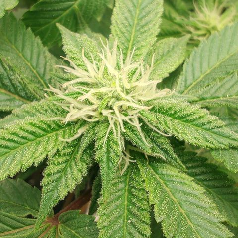 Nicol Punch #2 growlog timeline photo