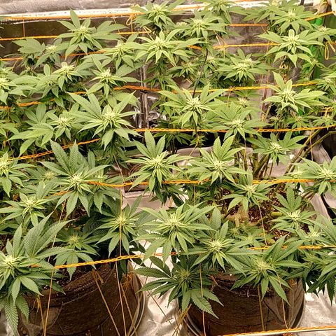 Nicol Punch #2 growlog timeline photo