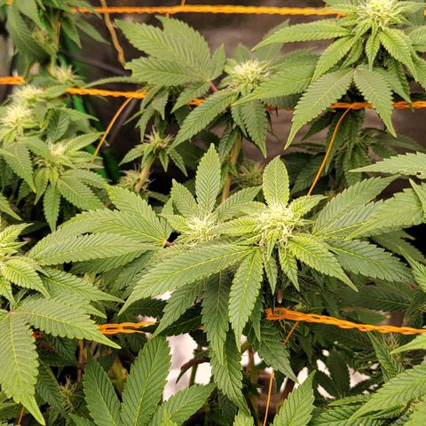 Nicol Punch #2 growlog timeline photo