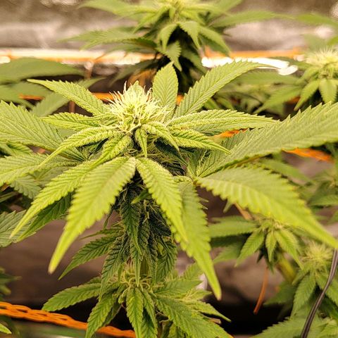 Nicol Punch #2 growlog timeline photo