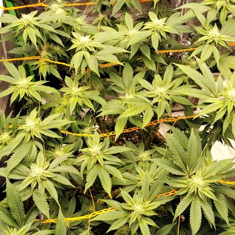 Nicol Punch #2 growlog timeline photo