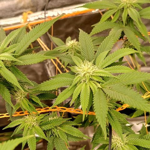 Nicol Punch #2 growlog timeline photo