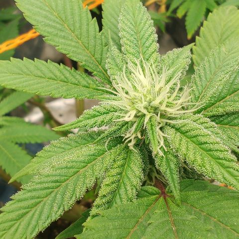 Nicol Punch #2 growlog timeline photo