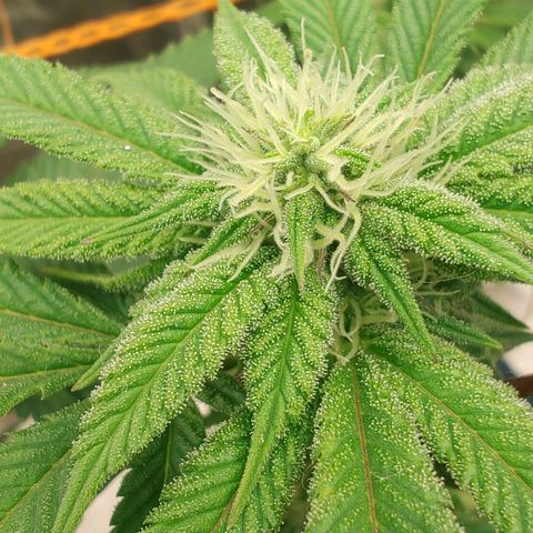 Nicol Punch #2 growlog timeline photo