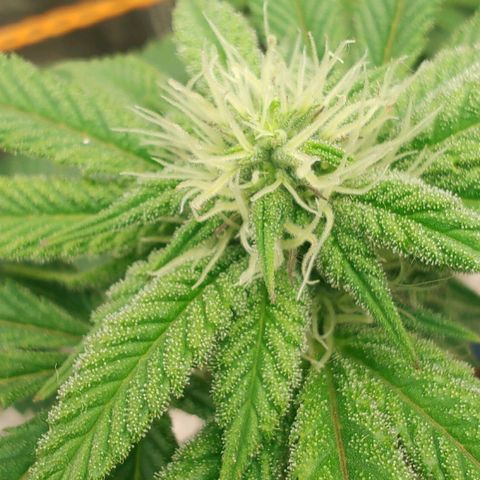Nicol Punch #2 growlog timeline photo