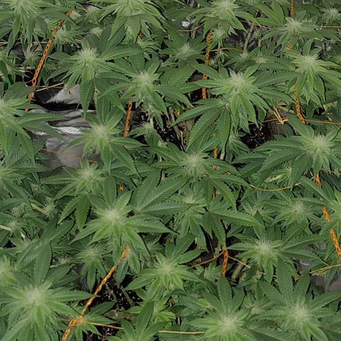 Nicol Punch #2 growlog timeline photo