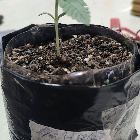Foto de la cronología del growlog de Big-Auto- #1