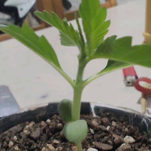 Foto de la cronología del growlog de Big-Auto- #1