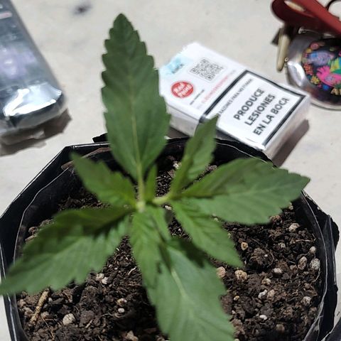 Foto de la cronología del growlog de Big-Auto- #1
