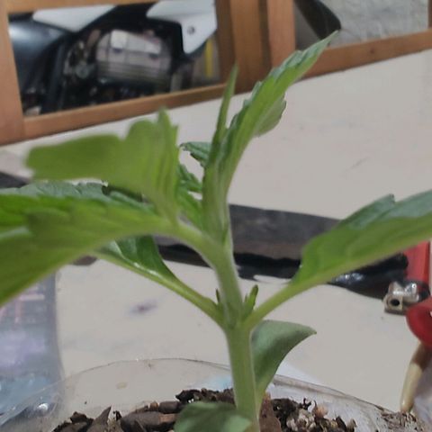 Foto de la cronología del growlog de Big-Auto- #1