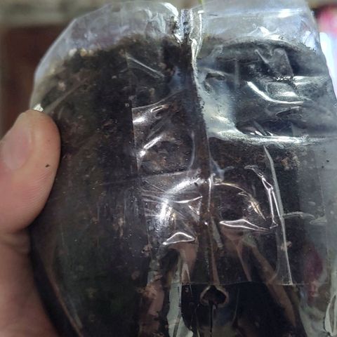 Big-Auto- #2 growlog timeline photo