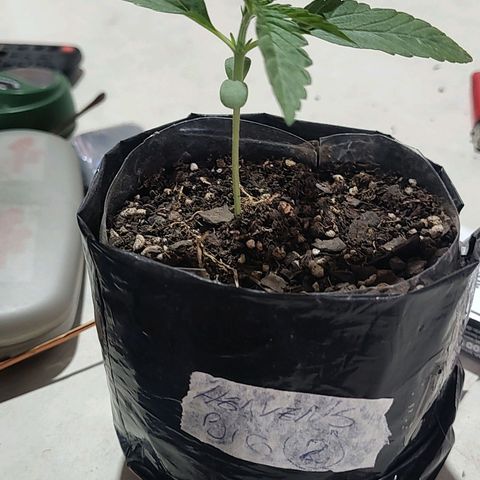 Big-Auto- #2 growlog timeline photo